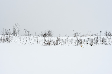 Field grass in winter during a blizzard.の写真素材