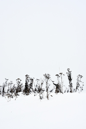 Field grass in winter during a blizzard.の写真素材