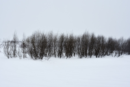 Field trees in winter during a blizzard.の写真素材