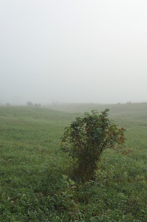 Early autumn morning. Dense fog envelops the idyllic landscape erasing lonely or groups of standing trees. Field grasses have faded from the first frosts.の写真素材