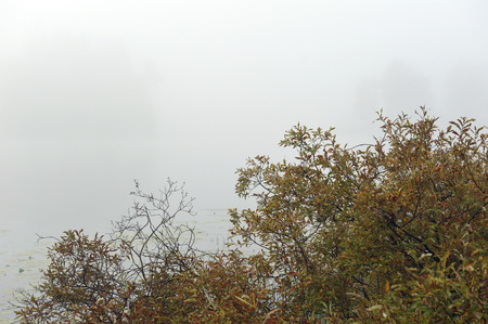 Early autumn morning. Dense fog envelops the idyllic landscape erasing lonely or groups of standing trees. Field grasses have faded from the first frosts.の写真素材