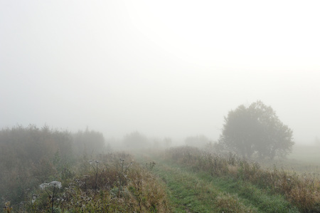 Early autumn morning. Dense fog envelops the idyllic landscape erasing lonely or groups of standing trees. Field grasses have faded from the first frosts.の写真素材