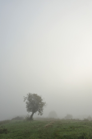 Early autumn morning. Dense fog envelops the idyllic landscape erasing lonely or groups of standing trees. Field grasses have faded from the first frosts.の写真素材