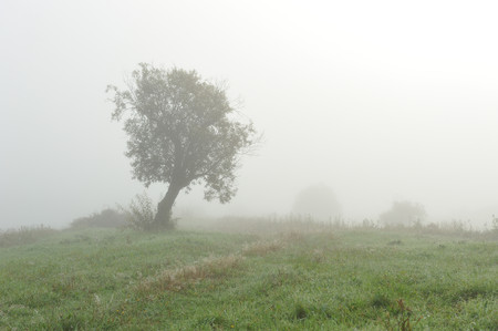 Early autumn morning. Dense fog envelops the idyllic landscape erasing lonely or groups of standing trees. Field grasses have faded from the first frosts.の写真素材
