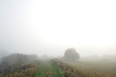 Early autumn morning. Dense fog envelops the idyllic landscape erasing lonely or groups of standing trees. Field grasses have faded from the first frosts.の写真素材