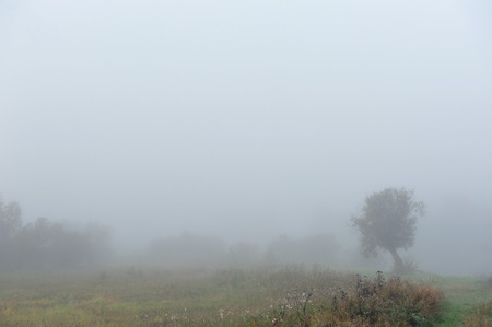 Early autumn morning. Dense fog envelops the idyllic landscape erasing lonely or groups of standing trees. Field grasses have faded from the first frosts.の写真素材