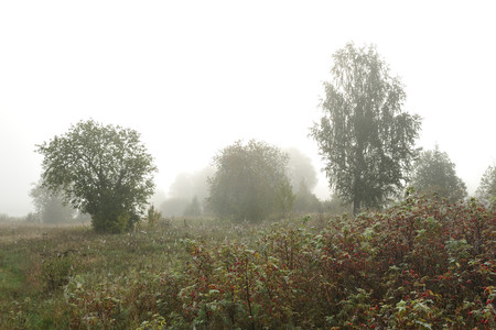 Early autumn morning. Dense fog envelops the idyllic landscape erasing lonely or groups of standing trees. Field grasses have faded from the first frosts.の写真素材