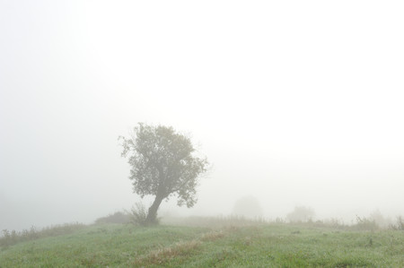 Early autumn morning. Dense fog envelops the idyllic landscape erasing lonely or groups of standing trees. Field grasses have faded from the first frosts.の写真素材
