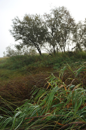 Early autumn morning. Dense fog envelops the idyllic landscape erasing lonely or groups of standing trees. Field grasses have faded from the first frosts.の写真素材