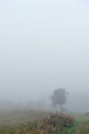 Early autumn morning. Dense fog envelops the idyllic landscape erasing lonely or groups of standing trees. Field grasses have faded from the first frosts.の写真素材