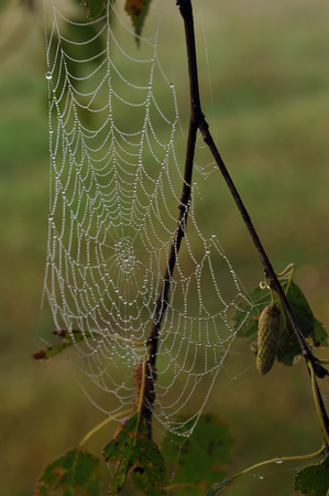 Web on a branch of birch covered with dew drops.の写真素材