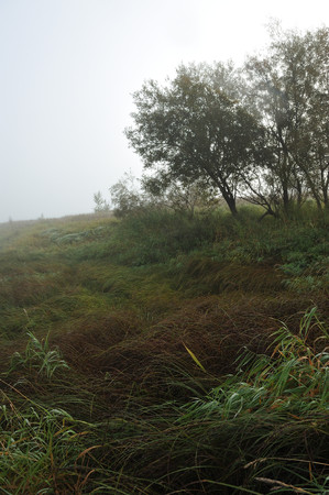 Early autumn morning. Dense fog envelops the idyllic landscape erasing lonely or groups of standing trees. Field grasses have faded from the first frosts.の写真素材