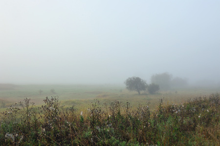Early autumn morning. Dense fog envelops the idyllic landscape erasing lonely or groups of standing trees. Field grasses have faded from the first frosts.の写真素材