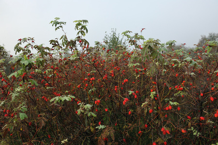 The wild rose bush in early autumn.の写真素材
