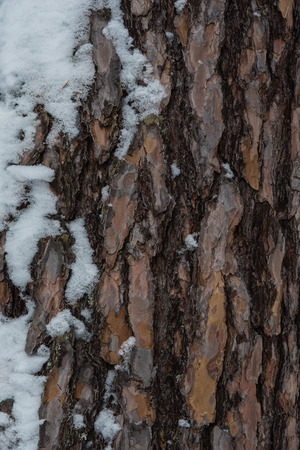 Macrophotography. The bark of a pine overgrown with moss and lichen and powdered with snow.の写真素材