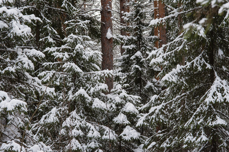 Frosty wildwood covered by snow.の写真素材