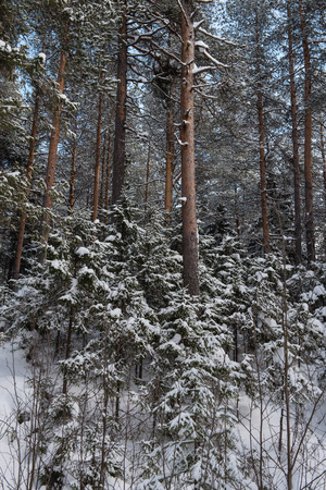 Frosty wildwood covered by snow.の写真素材