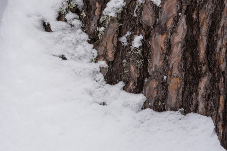 Macrophotography. The bark of a pine overgrown with moss and lichen and powdered with snow.の写真素材