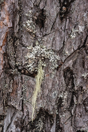 Macrophotography. The bark of a pine overgrown with moss and lichen and powdered with snow.の写真素材