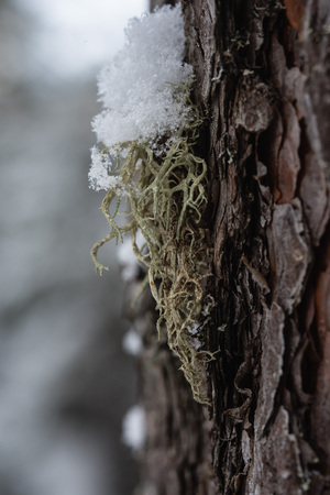 Macrophotography. The bark of a pine overgrown with moss and lichen and powdered with snow.の写真素材