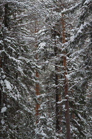 Frosty wildwood covered by snow.の写真素材