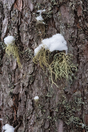 Macrophotography. The bark of a pine overgrown with moss and lichen and powdered with snow.の写真素材