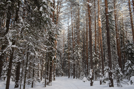 Frosty wildwood covered by snow.の写真素材