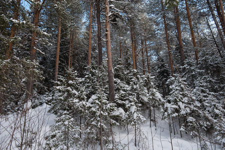 Frosty wildwood covered by snow.の写真素材