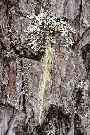 Macrophotography. The bark of a pine overgrown with moss and lichen and powdered with snow.の写真素材
