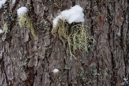 Macrophotography. The bark of a pine overgrown with moss and lichen and powdered with snow.の写真素材