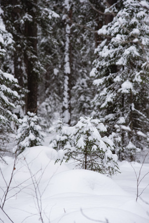 Frosty wildwood covered by snow.の写真素材