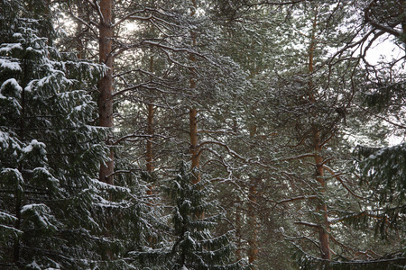 Forest in early spring. The branches of the fir trees are covered with the remains of heavy melting snow.の写真素材