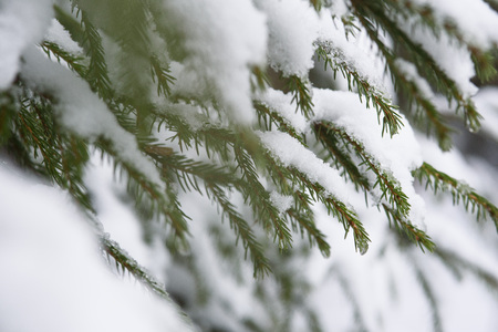 Forest in early spring. Branches of fir trees with remnants of snow and drops of melt water on the...