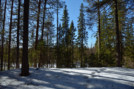 Taiga forest on a sunny spring day. Trees, tree branches snatched from the shadows by the sun's rays.の写真素材
