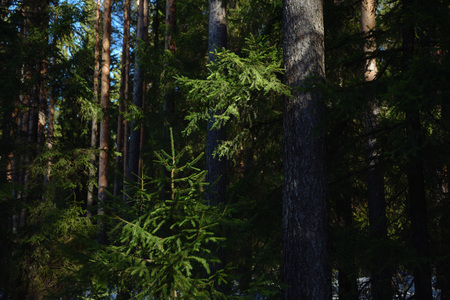 Taiga forest on a sunny spring day. Trees, tree branches snatched from the shadows by the sun's rays.の写真素材