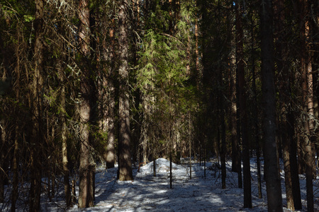 Taiga forest on a sunny spring day. Trees, tree branches snatched from the shadows by the sun's rays.の写真素材