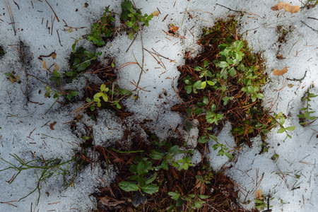Taiga forest on a sunny spring day. Thawed patch with bushes of cranberries on it.の写真素材