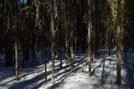 Taiga forest on a sunny spring day. Trees, tree branches snatched from the shadows by the sun's rays.の写真素材