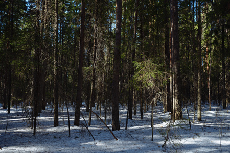 Taiga forest on a sunny spring day. Trees, tree branches snatched from the shadows by the sun's rays.の写真素材