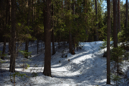 Taiga forest on a sunny spring day. Trees, tree branches snatched from the shadows by the sun's rays.の写真素材