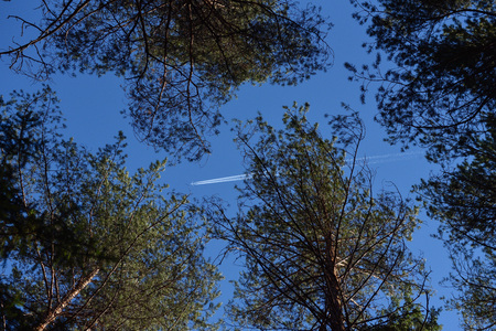 Taiga forest on a sunny spring day. View of the sky through the branches and tops of trees and flying between them plane.の写真素材