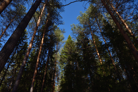 Taiga forest on a sunny spring day. Trees, tree branches snatched from the shadows by the sun's...