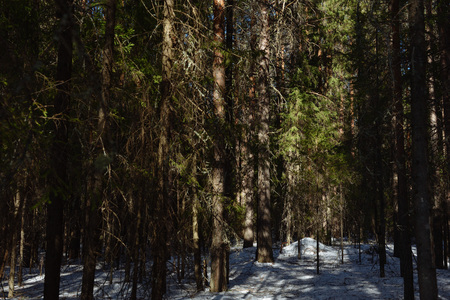 Taiga forest on a sunny spring day. Trees, tree branches snatched from the shadows by the sun's rays.の写真素材