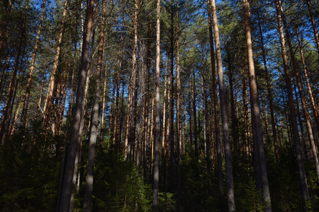 Taiga forest on a sunny spring day. Trees, tree branches snatched from the shadows by the sun's rays.の写真素材