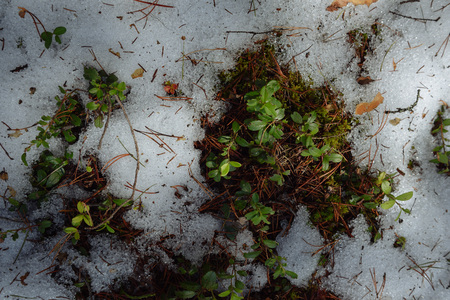 Taiga forest on a sunny spring day. Thawed patch with bushes of cranberries on it.の写真素材