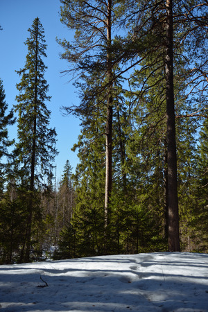 Taiga forest on a sunny spring day. Trees, tree branches snatched from the shadows by the sun's rays.の写真素材