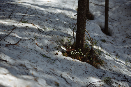 Taiga forest on a sunny spring day. Thawed patch with bushes of cranberries on it.の写真素材