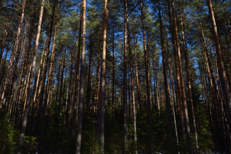Taiga forest on a sunny spring day. Trees, tree branches snatched from the shadows by the sun's rays.の写真素材