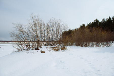 The onset of spring on the banks of the Vychegda river. The ice darkened. Soon the ice drift will begin.の写真素材