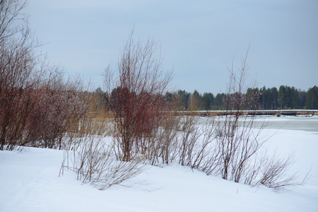 The onset of spring on the banks of the Vychegda river. The ice darkened. Soon the ice drift will begin.の写真素材